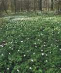 Jarní aspekt v přírodní památce Xaverovský háj oživují hájové druhy rostlin, dříve než je o místo na slunci připraví hustá zelená klenba listnáčů